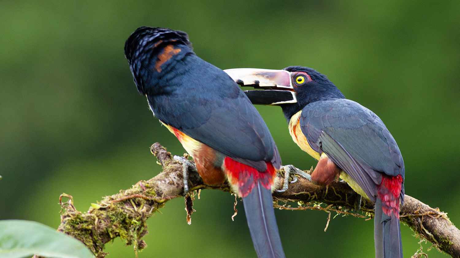 Collared Aracari